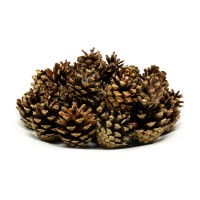 Zapfen der Schwarzkiefer als natürliche Dekoration zu Weihnachten. Zapfen der Schwarzkiefer als natürliche Dekoration zu Weihnachten.