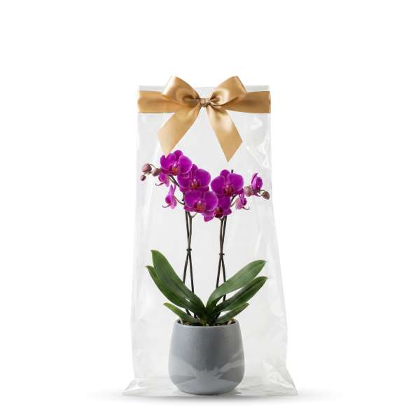 Klarsichttüte mit Orchidee als Geschenk verpackt.