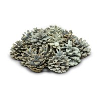 Weiß eingefärbte Zapfen der Schwarzkiefer als natürliche Dekoration zu Weihnachten. Weiß eingefärbte Zapfen der Schwarzkiefer als natürliche Dekoration zu Weihnachten.